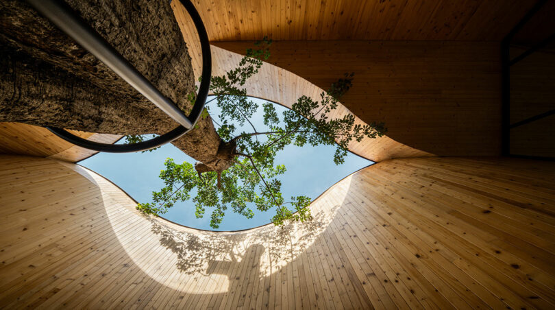 A tree grows through an opening in a wooden ceiling, extending its branches and leaves into the sky above.