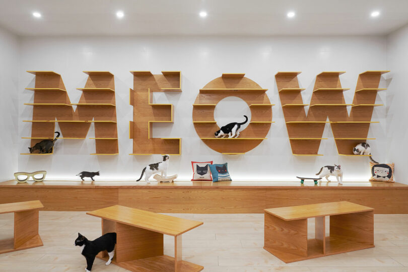 Cats explore a room featuring large wooden shelves shaped as the word "MEOW," with several stools and cat-themed decorations on the floor.