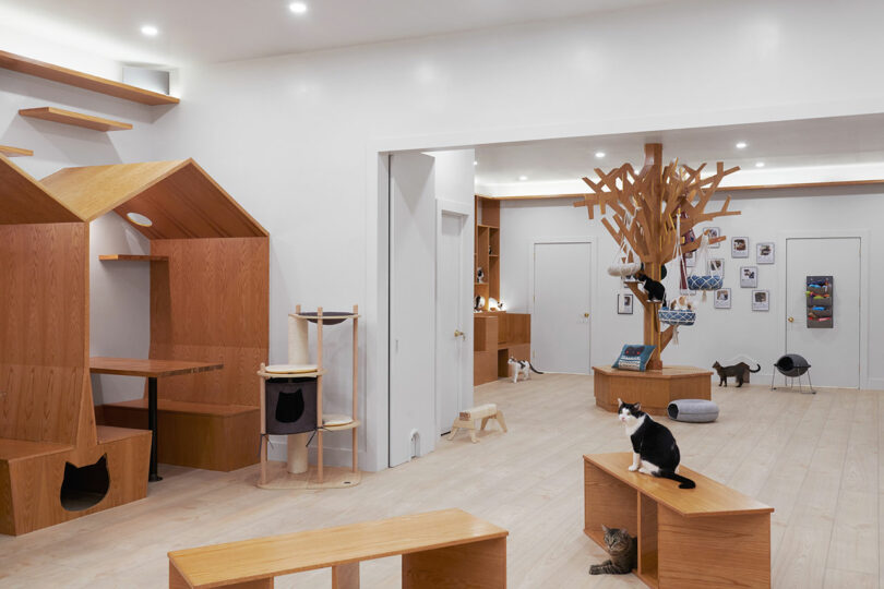 A modern room with wooden furniture designed for cats, featuring climbing structures, a cat tree, and several cats playing and lounging.