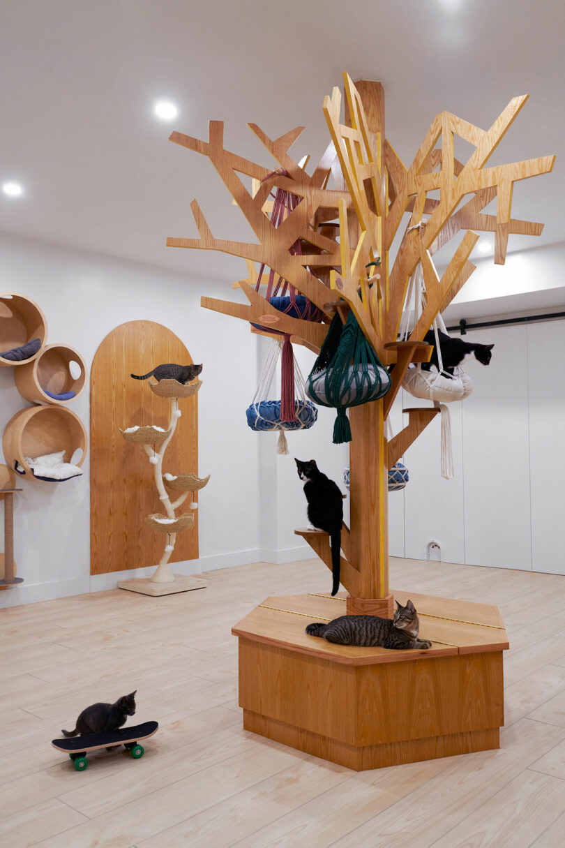 A group of cats interact with a large, wooden, tree-like climbing structure and other play equipment in a brightly lit room. One cat is on a skateboard. Several cats rest and play at different levels.