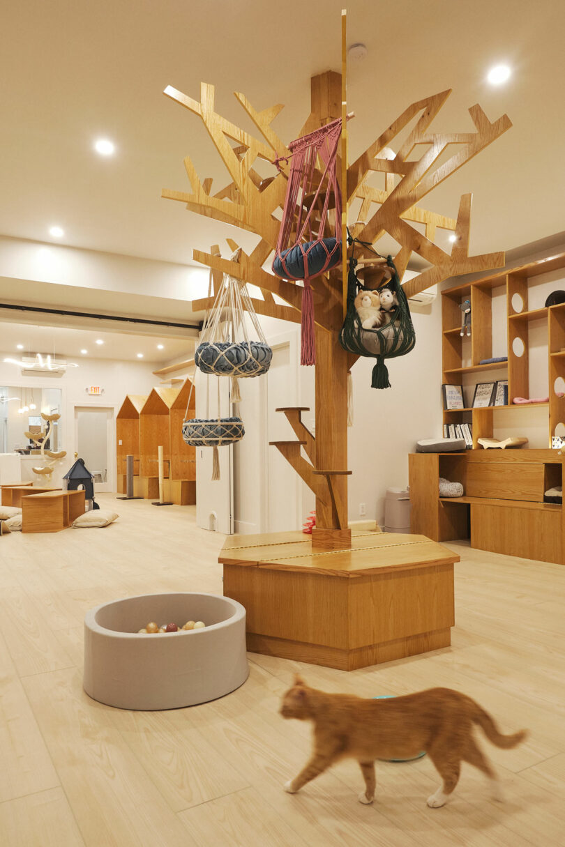 A cat walks past a wooden tree structure with various hanging baskets in a well-lit, modern indoor space with wooden flooring and shelves in the background.