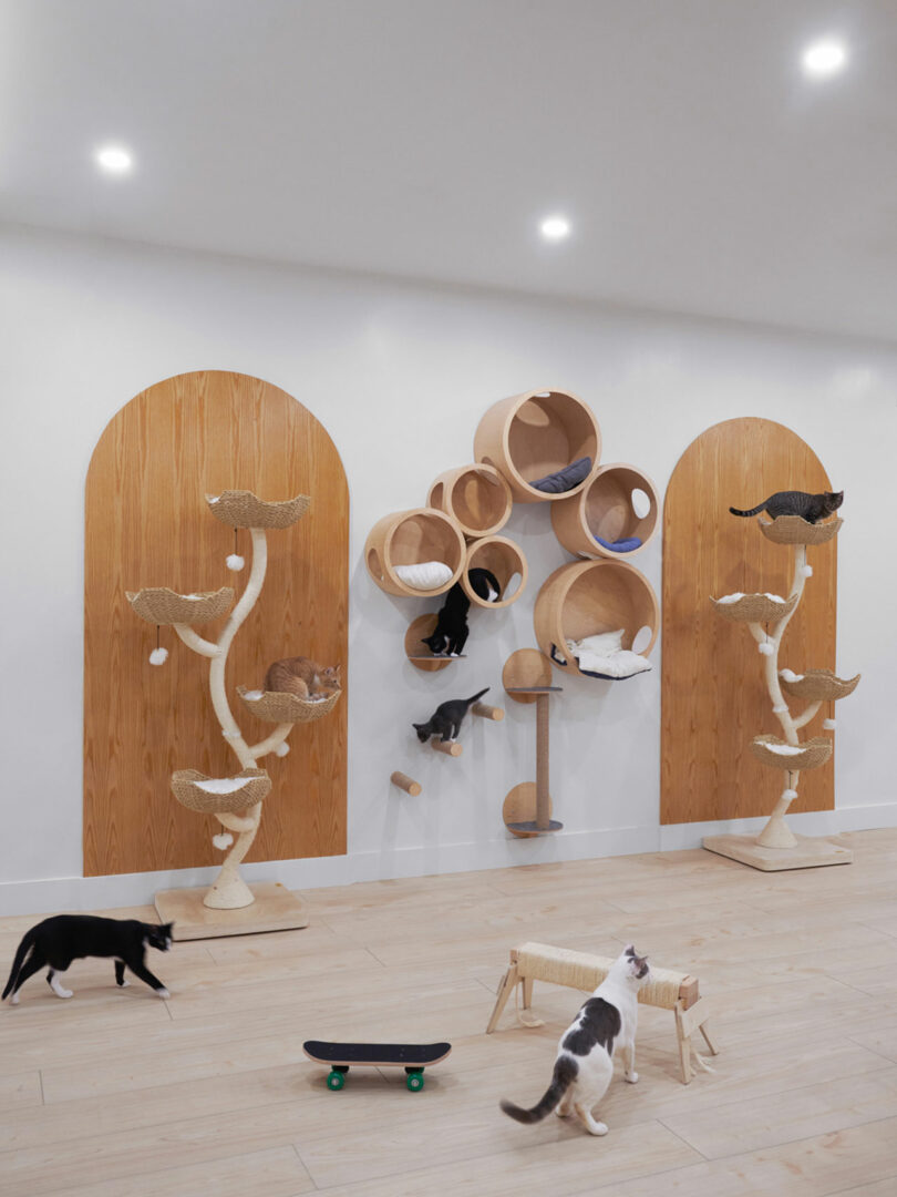 A room with several cats using various modern cat climbing structures, including tall scratching posts and circular wall-mounted pods. A small skateboard and a feeding device are on the floor.