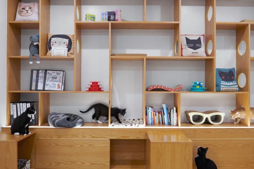 Three black and white cats and an orange cat explore a wooden shelving unit holding books, cat-themed decor, and toys.