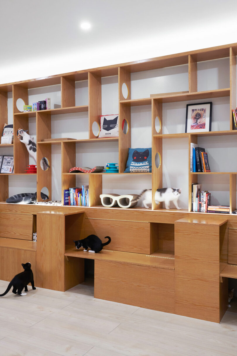 A wooden bookshelf setup with compartments, some containing books and decor items, while several cats climb and explore the rest of the shelves.