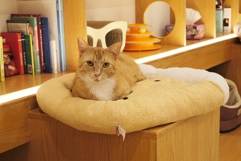 An orange and white cat is resting on a plush donut-shaped bed atop a wooden surface. Books and other items are visible on the shelves in the background.