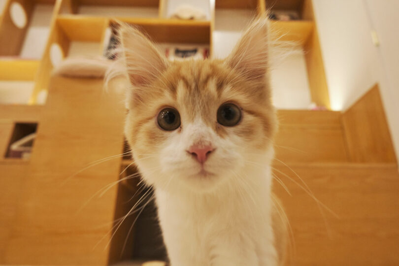 Close-up of a curious orange and white kitten with large ears, staring directly at the camera. The background features wooden shelves.