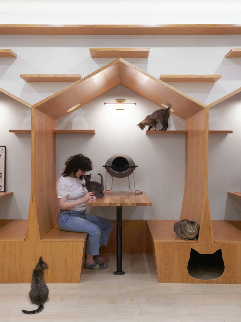 A person sits at a wooden booth with multiple cats inside a cat cafe. The booth is designed to resemble a small house, and cats occupy various shelves and the floor.