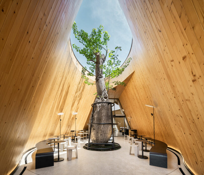 A modern architectural space with wooden triangular walls, featuring a large tree in the center encased by metal supports. Small tables and chairs are arranged around the tree.